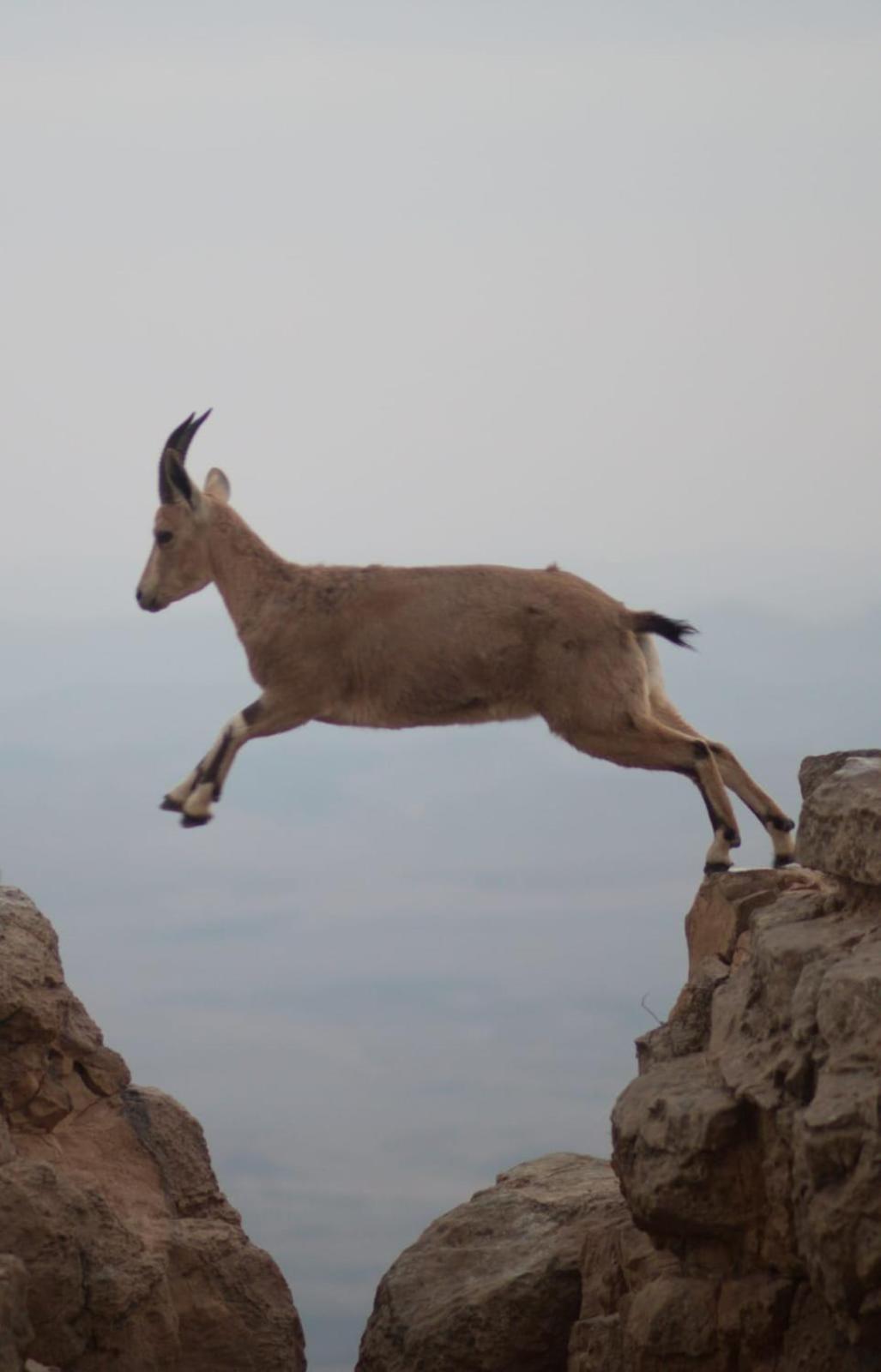 Ibex Unique Desert Inn Micpe Ramon Kültér fotó