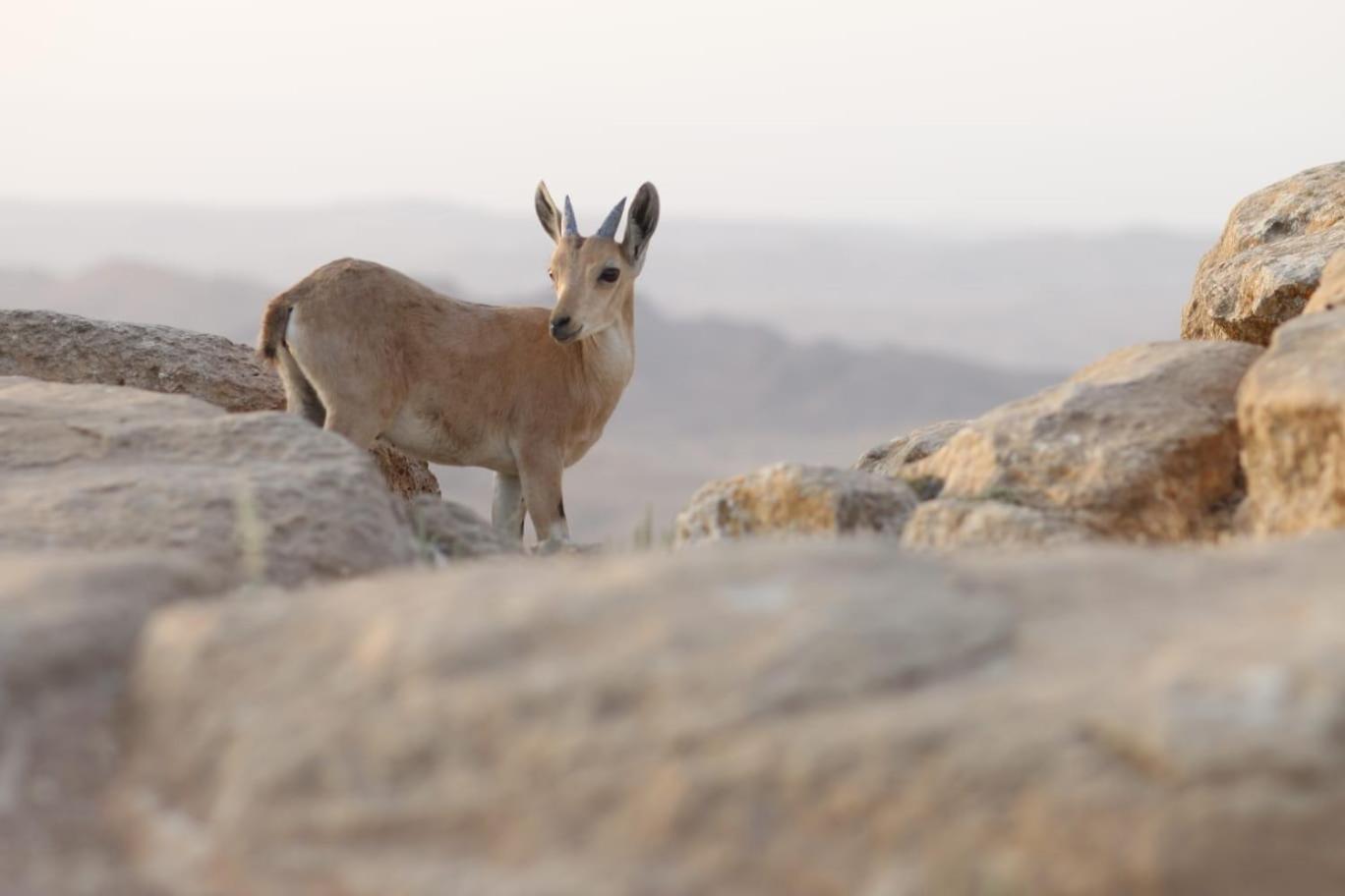 Ibex Unique Desert Inn Micpe Ramon Kültér fotó